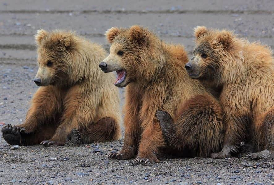 アメリカ内務省さんのインスタグラム写真 - (アメリカ内務省Instagram)「These 3 little brown bear cubs at #LakeClark National Park & Preserve in #Alaska are watching their momma bear dig for clams and hoping for a tasty treat. Just another amazing moment on your public lands. But it seems like they’re each displaying a different mood. Which baby #bear are you? Photo @LakeClarkNPS by K.Ilgunas, #NationalPark Service. #SpiritAnimal #travel #FindYourPark #usinterior」4月19日 9時05分 - usinterior