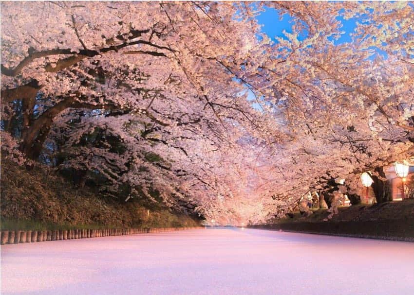 金子エミさんのインスタグラム写真 - (金子エミInstagram)「桜はまだ終わっていない。一度は青森に行ってみたい場所があります🌸「 #弘前さくらまつり 」が、2019年4月20日(土)から5月6日(月)まで、#青森県弘前市 の #弘前公園 で開催。」4月19日 9時06分 - emikaneko1114