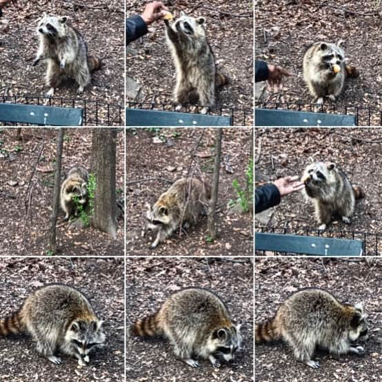 JULIEN D'YSさんのインスタグラム写真 - (JULIEN D'YSInstagram)「Fin d’après midi à #centralpark belle rencontre madame  racoon #racoon #ratonlaveur ❤️ #newyork #manatthan 🖤 18.avril 2019#lavie」4月19日 9時27分 - juliendys