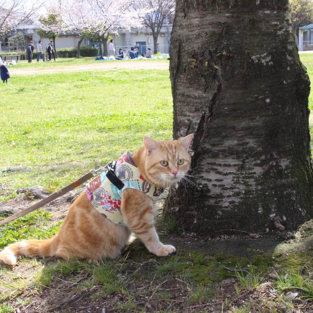 コテツさんのインスタグラム写真 - (コテツInstagram)「2019/4/19 先日のお散歩こてっちゃん 木で爪とぎバリバリしたにゃ もう一度、こてっちゃんとお花見行こうとリュック出したら入ってくれませんでした😂 GWは木登りできたらな^^; .  @fujifilm_photois  #50000人の写真展  #photois  #大阪 #大切な家族 . #コテさんぽ #pepy春のフォトコンcat  #ぺぴ友」4月19日 9時20分 - kotetuchan