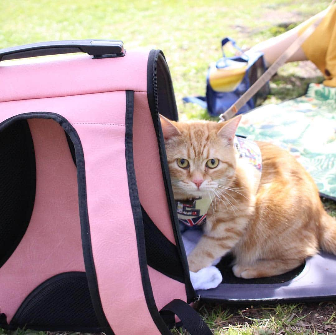 コテツさんのインスタグラム写真 - (コテツInstagram)「2019/4/19 先日のお散歩こてっちゃん 木で爪とぎバリバリしたにゃ もう一度、こてっちゃんとお花見行こうとリュック出したら入ってくれませんでした😂 GWは木登りできたらな^^; .  @fujifilm_photois  #50000人の写真展  #photois  #大阪 #大切な家族 . #コテさんぽ #pepy春のフォトコンcat  #ぺぴ友」4月19日 9時20分 - kotetuchan