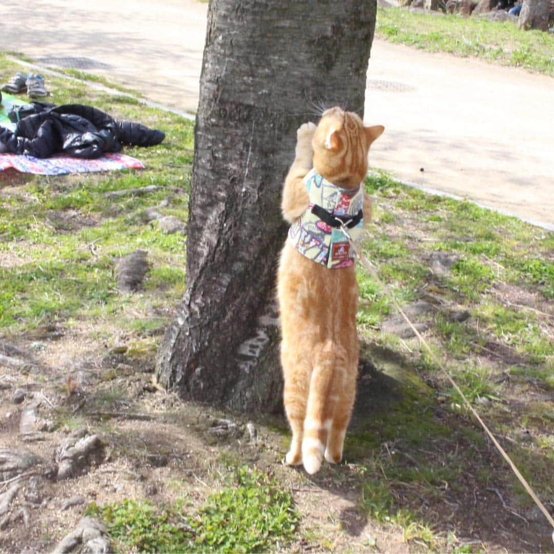 コテツさんのインスタグラム写真 - (コテツInstagram)「2019/4/19 先日のお散歩こてっちゃん 木で爪とぎバリバリしたにゃ もう一度、こてっちゃんとお花見行こうとリュック出したら入ってくれませんでした😂 GWは木登りできたらな^^; .  @fujifilm_photois  #50000人の写真展  #photois  #大阪 #大切な家族 . #コテさんぽ #pepy春のフォトコンcat  #ぺぴ友」4月19日 9時20分 - kotetuchan