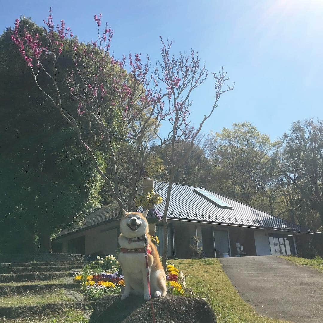 てんパパさんのインスタグラム写真 - (てんパパInstagram)「春ですね〜 #石の上にも柴犬 #里山公園 #春うらら」4月19日 9時25分 - tenchan.shiba