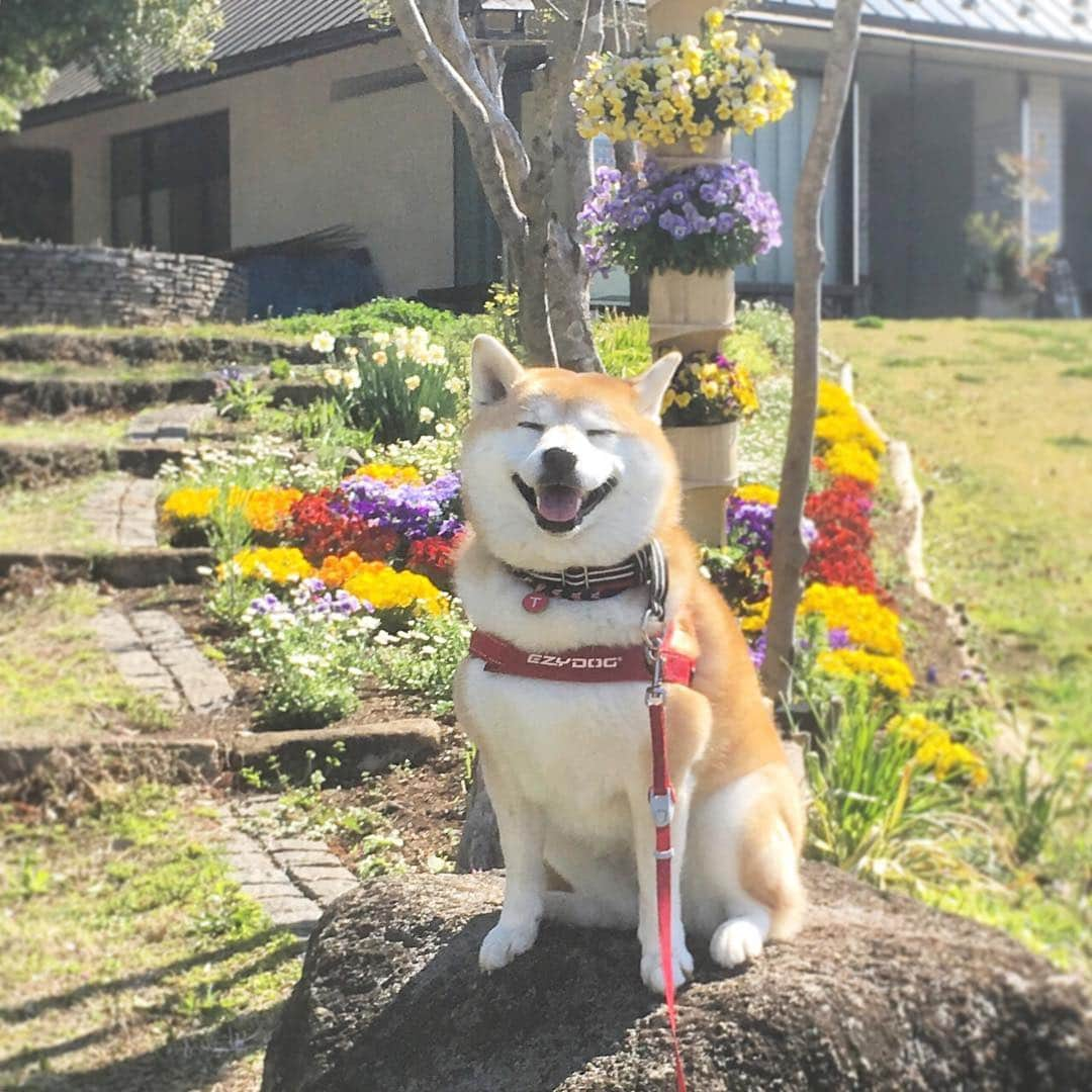 てんパパのインスタグラム