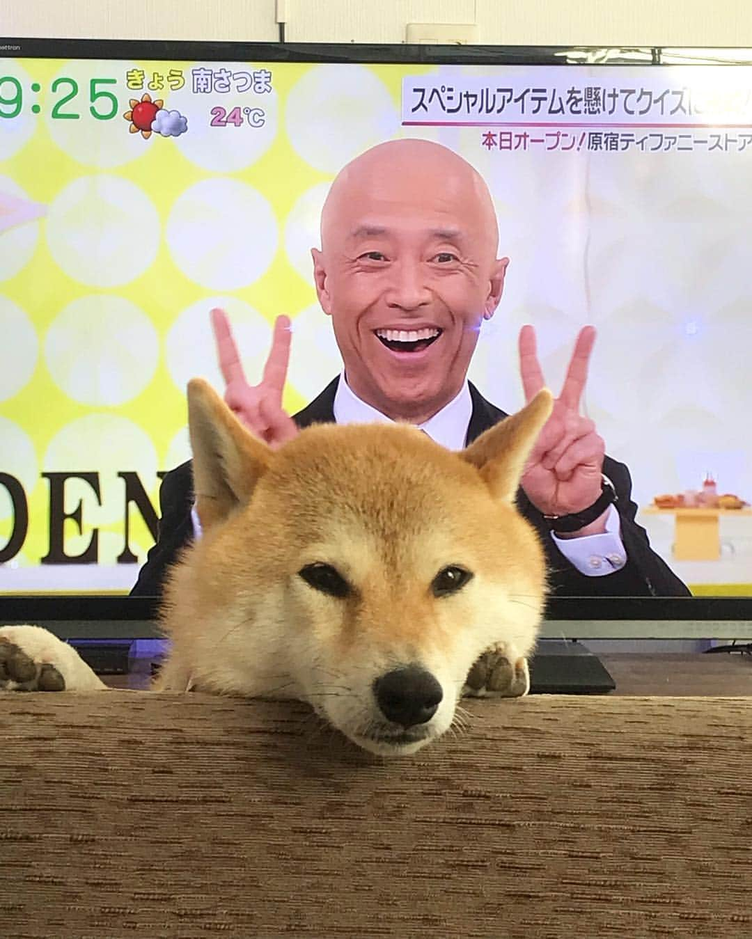 柴犬ハル&保護犬すずさんのインスタグラム写真 - (柴犬ハル&保護犬すずInstagram)「✌️ . 菊池先生とツーショットだよ✌️📷 . #ハルの写真撮ってたら菊池先生がいたよ #弁護士さんだよね #スッキリみてるよ #ハルもピースしてるんだけど分かるかな？？ . #柴犬#柴#kagoshima#dog#puppy#shibainu#shibastagram#いぬバカ部#family#鹿児島#赤柴#雑種#天文館#日本犬#保護犬を家族に#スッキリ#菊池弁護士#弁護士」4月19日 9時35分 - haruharu040777