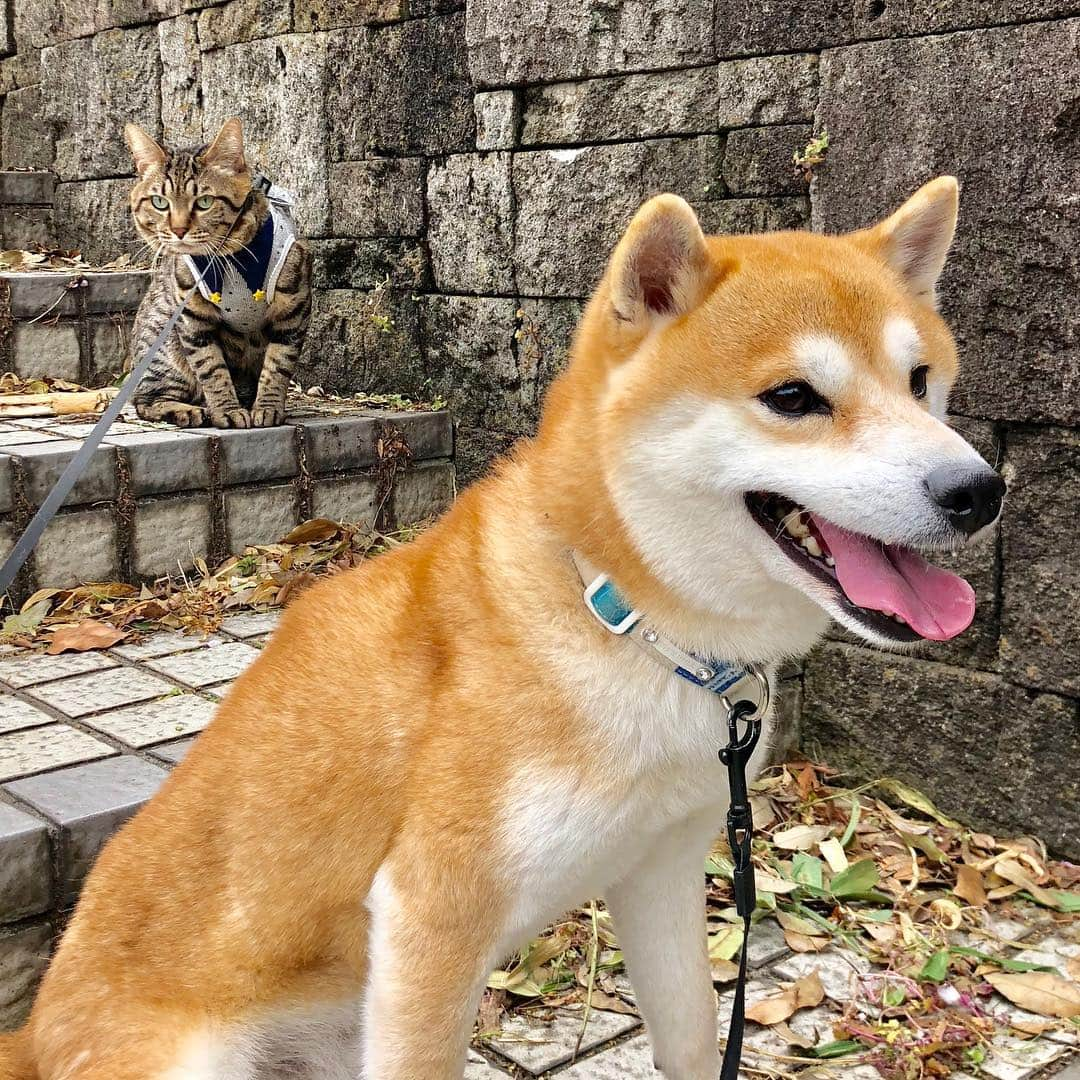 ゆうとろ（柴犬ゆうと猫のとろ）のインスタグラム