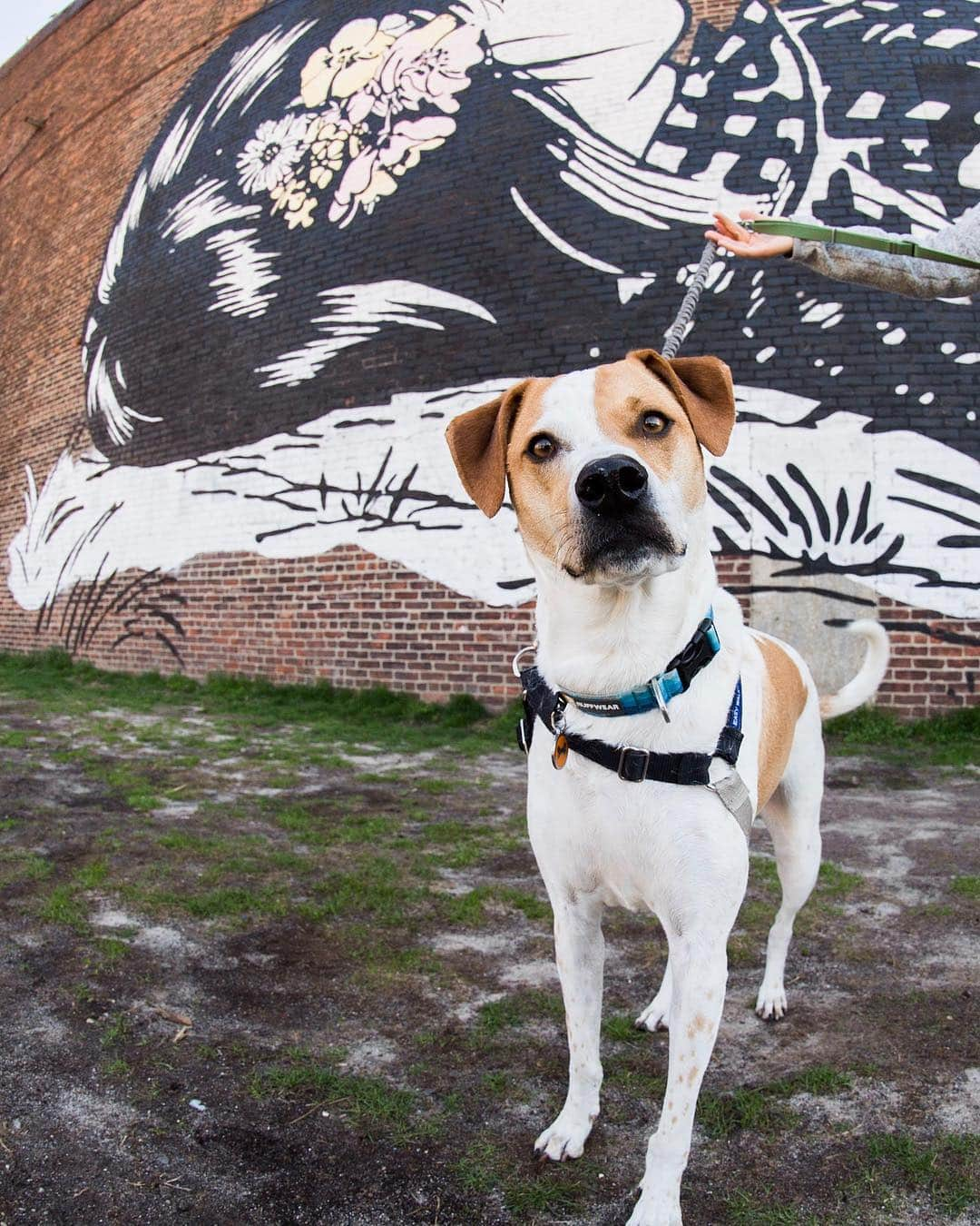 The Dogistさんのインスタグラム写真 - (The DogistInstagram)「Bentley, Pointer mix (4 y/o), Transmitter Park, Brooklyn, NY • “He hates blow dryers – he gets really scared. There are no blow dryers in our house.”」4月19日 9時42分 - thedogist