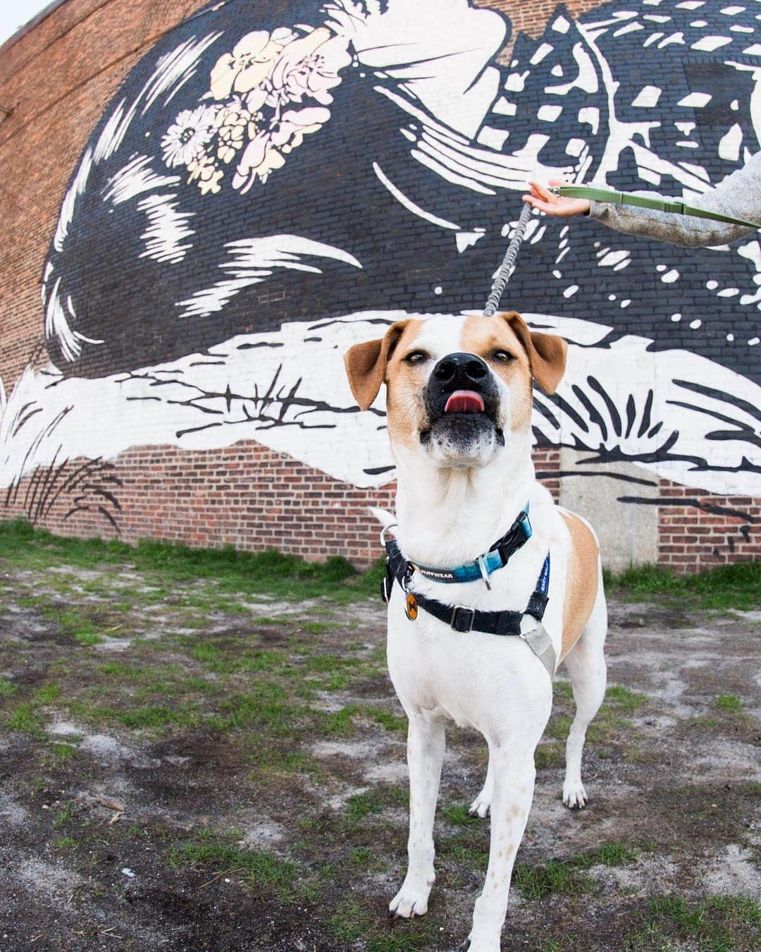 The Dogistさんのインスタグラム写真 - (The DogistInstagram)「Bentley, Pointer mix (4 y/o), Transmitter Park, Brooklyn, NY • “He hates blow dryers – he gets really scared. There are no blow dryers in our house.”」4月19日 9時42分 - thedogist