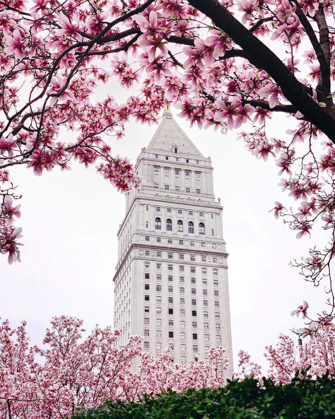 Cubby Grahamのインスタグラム：「I can’t get over all the beautiful colors in city right now. I mean, w🌸w!」