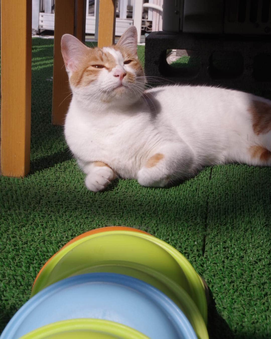 Kachimo Yoshimatsuさんのインスタグラム写真 - (Kachimo YoshimatsuInstagram)「ベランダリゾート Veranda Resort  #uchinonekora #oinari #neko #cat #catstagram #kachimo #猫 #ねこ #うちの猫ら http://kachimo.exblog.jp」4月19日 9時49分 - kachimo