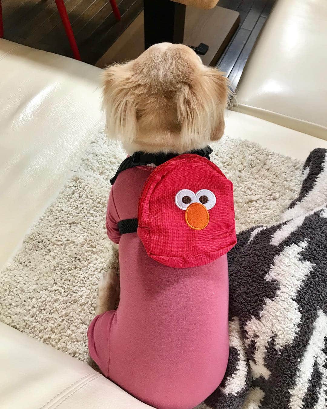 神野美伽さんのインスタグラム写真 - (神野美伽Instagram)「ハナコさん、お出かけ準備万端❗️ バッグの中には、チョット  おやつが入っていますワン‼️ #犬  #お出かけ」4月19日 9時50分 - mika_shinno_japan