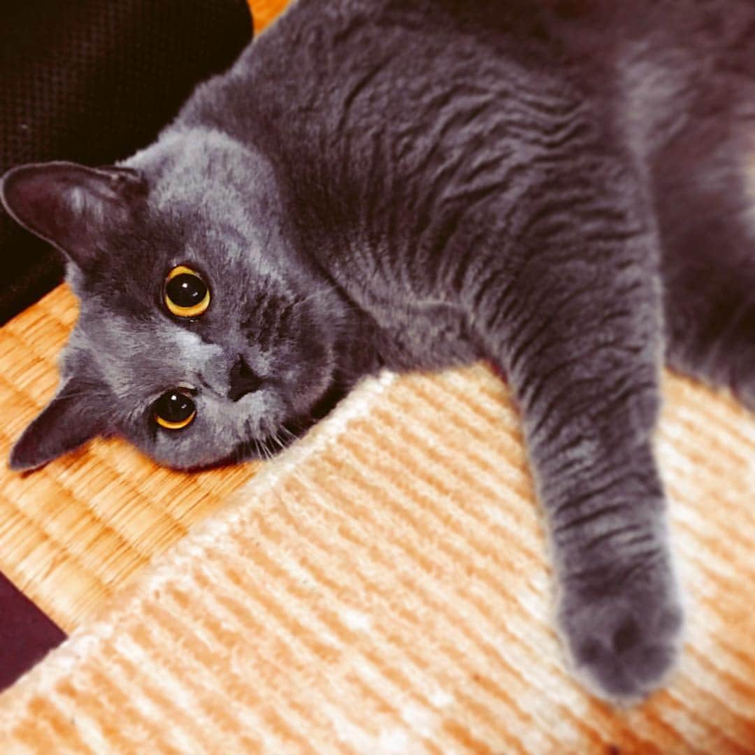 チキン南蛮カレーのルウ王子のグルメインスタ