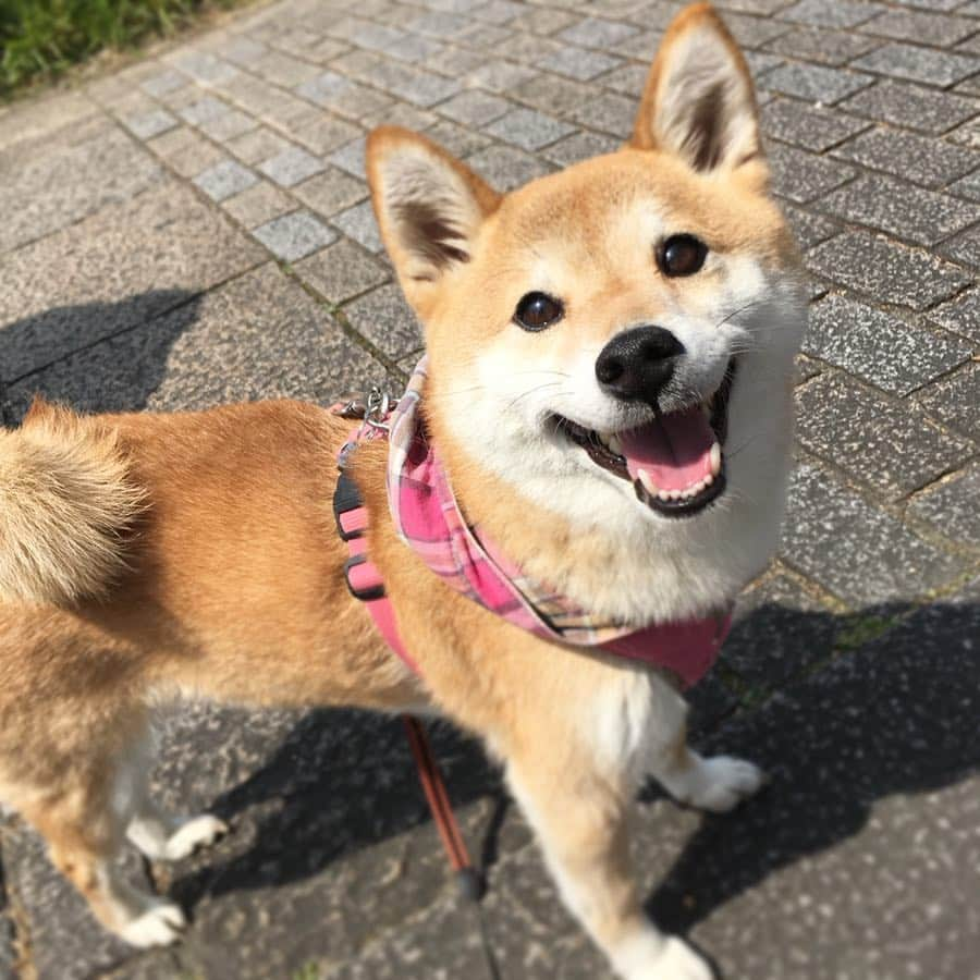 ゆもこさんのインスタグラム写真 - (ゆもこInstagram)「「きょーもいいお天気！」 春らしいいいお天気ですね☺️ そんな中、少し体調を崩しております💦 ですがチビちゃんもひよりもゆっくりさせてくれません😂 チビちゃん、ひよりは元気いっぱいです〜！ ※ ※ ※ #dogsofinstagram #日本犬 #柴犬 #柴 #赤柴 #shiba #犬バカ部 #ふわもこ部 #柴犬マニア #しば #shibadog #sibainu #ひより日和 #柴女子 #shibagram #shibastagram #いぬら部 #pecoいぬ部 #柴犬ひより #いぬのきもち」4月19日 10時21分 - yumohiyo