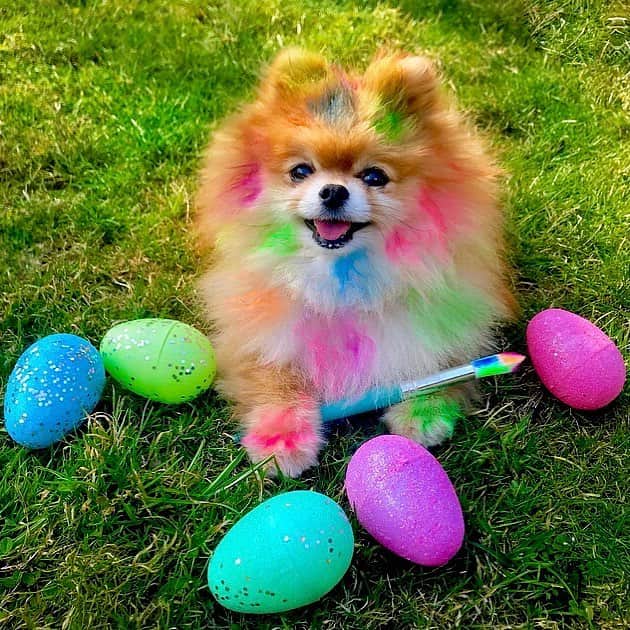 Monique&Gingerのインスタグラム：「Looks like somebody got a little carried away!🎨🐣🤣Wishing all our friends a Happy Easter💙💜💚💛💗」