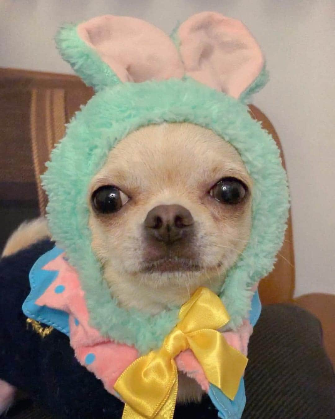 巴田みず希さんのインスタグラム写真 - (巴田みず希Instagram)「#ウサギ 🐇✨ ・ #可愛い 😂💕 ・ #chihuahua #チワワ #チワワ部 #dog #doglovers #dogstagram #instadog #petsofinstagram #lovedogs #ilovedogs #小晴 #犬のいる暮らし #chihuahuaoftheday #mydog #lovemydog #ilovemydog #チワスタグラム #cute #cutedog #cutechihuahua #ワンコなしでは生きて行けません会 #スムースコートチワワ #スムチー #ちわすたぐらむ #わんこのいる生活 #わんこ」4月19日 10時35分 - mizukitomoda