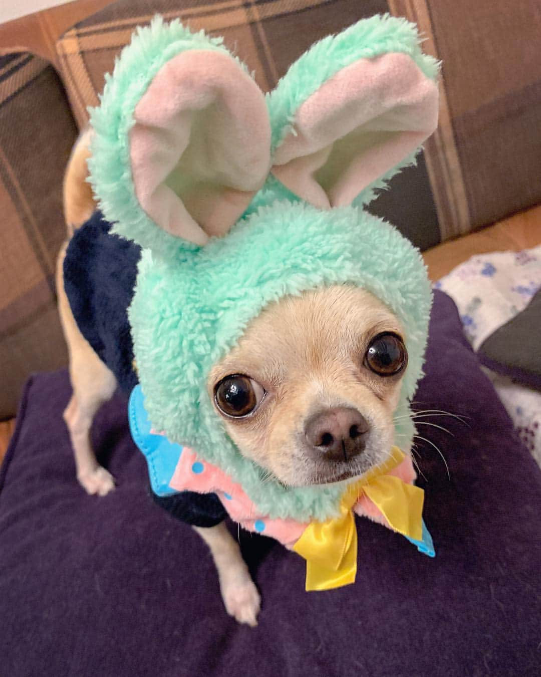 巴田みず希さんのインスタグラム写真 - (巴田みず希Instagram)「#ウサギ 🐇✨ ・ #可愛い 😂💕 ・ #chihuahua #チワワ #チワワ部 #dog #doglovers #dogstagram #instadog #petsofinstagram #lovedogs #ilovedogs #小晴 #犬のいる暮らし #chihuahuaoftheday #mydog #lovemydog #ilovemydog #チワスタグラム #cute #cutedog #cutechihuahua #ワンコなしでは生きて行けません会 #スムースコートチワワ #スムチー #ちわすたぐらむ #わんこのいる生活 #わんこ」4月19日 10時35分 - mizukitomoda