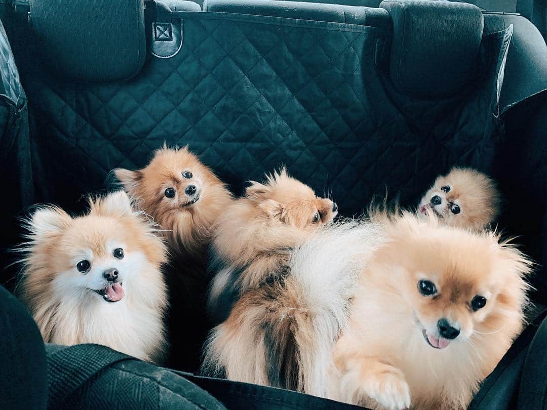 r_oseのインスタグラム：「When we hit the road, we did it hard 🐨🐻🦁🐯🦊〰️ #dogonboard #roadtrip」