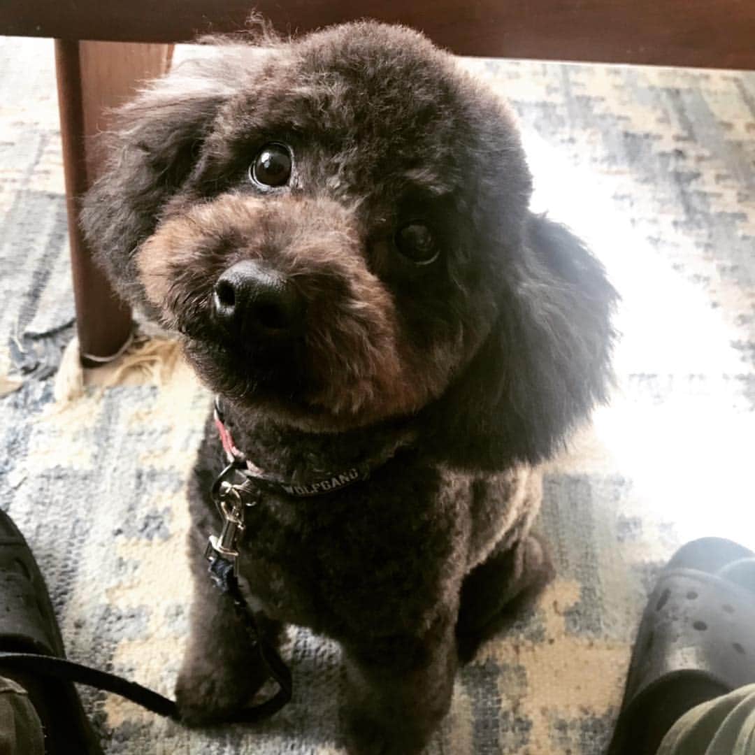 宇野剛史のインスタグラム：「マイメン💗癒し⚡️ #toypoodle  #dogsofinstagram  #トイプードル男の子」