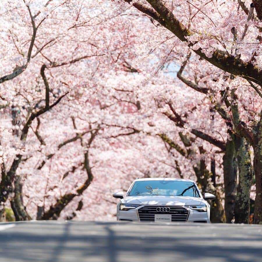 アウディ ジャパンさんのインスタグラム写真 - (アウディ ジャパンInstagram)「いつもの並木道が桜色のトンネルに。普段見慣れた道の本来の美しさに気づけるのも、一年に一度やって来る、春という季節のすばらしさです。 去年と違うのは、そこに新しいAudi A6 Avantがいること。エレガントな存在感が、華やいだ空気をより一層引き立てます。  #Audi #A6 #AudiA6 #Audijapan #桜 #sakura #ドライブ #伊豆　#MomentswithAudi #Audigramm #carporn」4月19日 20時03分 - audijapan