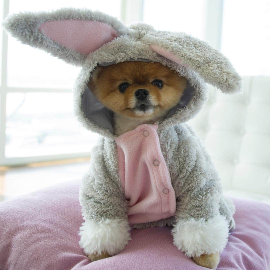 jiffさんのインスタグラム写真 - (jiffInstagram)「🐰」4月19日 20時10分 - jiffpom