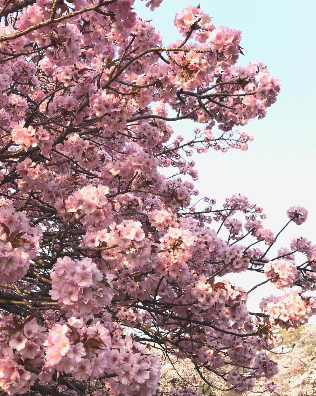 Rodner Figueroaさんのインスタグラム写真 - (Rodner FigueroaInstagram)「Sakura moments!!! 🌸 #cherryblossom #sakura #tokyo #japan #tokio #japon #cerezos #hibiyapark」4月19日 20時12分 - rodnerfigueroa