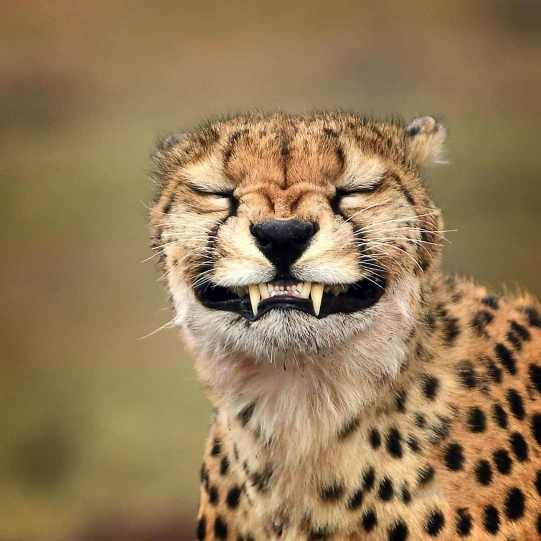 Discoveryさんのインスタグラム写真 - (DiscoveryInstagram)「Friday face.🐾 . . 📸 by Saeed Aljafar (@saedgraficss) . . . . #TGIF #cheetah #nature #naturephotography #adventure #potd #photooftheday #discover #wildlifephotography #outdoors #funny #wild」4月19日 20時23分 - discovery