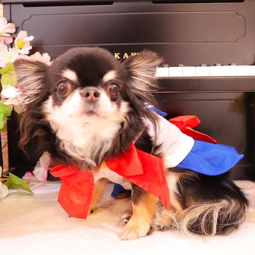 kayoのインスタグラム：「* * セーラームーンめろめろが 可愛すぎる😍❤️❤️ * * Melon❤️ * * #chihuahua#chihuahualove#dogstgram#dog#instadog#チワワ#チワワ大好き * *」
