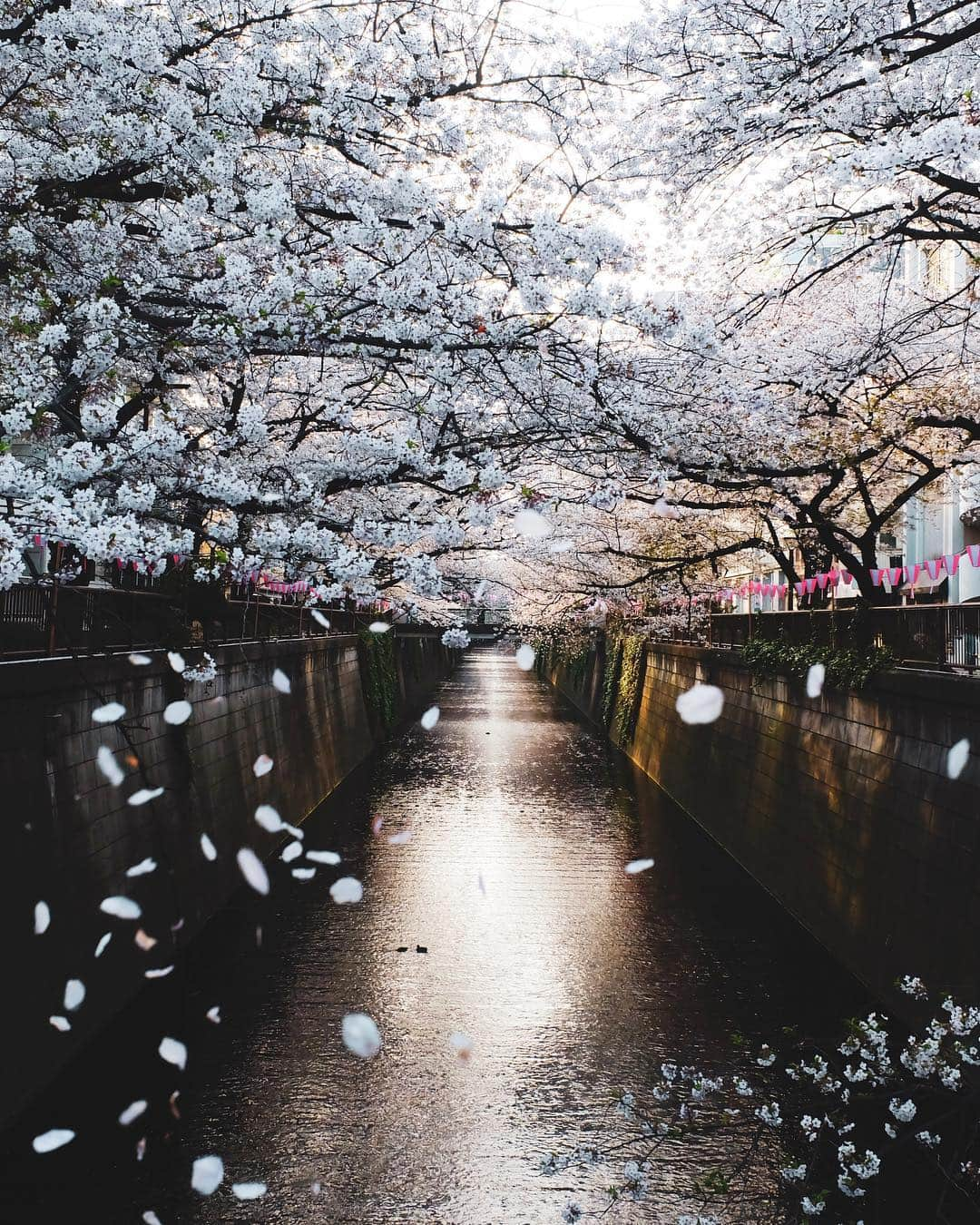 田村幸士さんのインスタグラム写真 - (田村幸士Instagram)「. 今年は台本ばかり眺めていたので桜の写真をあまり撮られず。 . . . . #sakura #sakura2019 #cherryblossom #hanami #meguroriver #moodygrams #gearednomad #visualoflife #igmasters  #discovertokyo #ig_japan #wu_japan #nipponpic #jp_gallery #lovers_nippon #8jpn #bestjapanpics #japanko_official #unknownjapan #hubsplanet #wonderful_places #discoverer #globe_visuals #hbouthere #桜 #さくら #目黒川 #富士フイルム #桜吹雪 #桜まつり」4月19日 20時15分 - kojimg