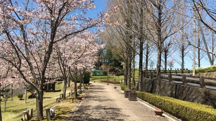 ogapiiiiiのインスタグラム：「もう桜は終わりだと思ってたら、まだ残っていました🌸﻿ ﻿ ほんとに今年は長く楽しめて嬉しいなぁ😌﻿ ﻿ 満開の桜も素敵だけど、散りゆく桜も趣があって見とれてしまいます✨✨🥺﻿ ﻿ ﻿ 昨日は賢島駅で、天皇皇后両陛下にお会いできて、とても幸せでした😭😭😭﻿ ﻿ 平成最後の忘れられない思い出です🇯🇵﻿ ﻿ ﻿ ﻿  #三重県 #伊賀市 #お花見 #春 #桜 #桜並木 #花吹雪 #観光三重 #Spring #cherryblossom #kankomie #retrip #retrip_nippon #retrip_mie #photo_japan #ig_japan  #igersjp #team_jp_  #lovers_nippon #photography #as_archive #visitjapan #青山ガーデンリゾート #鶯の鳴き声」