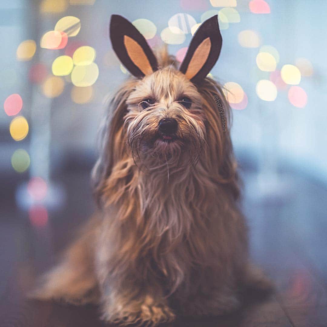Holly Sissonのインスタグラム：「🐰🐶❤️ #easterbunny #Havanesedog ~ See more of Oliver, and Alice & Finnegan, on their pet account @pitterpatterfurryfeet ~ Canon 1D X MkII + 85 f1.2L II @ f1.2 (See my bio for full camera equipment information plus info on how I process my images. 😊) ~ #pickmotion」