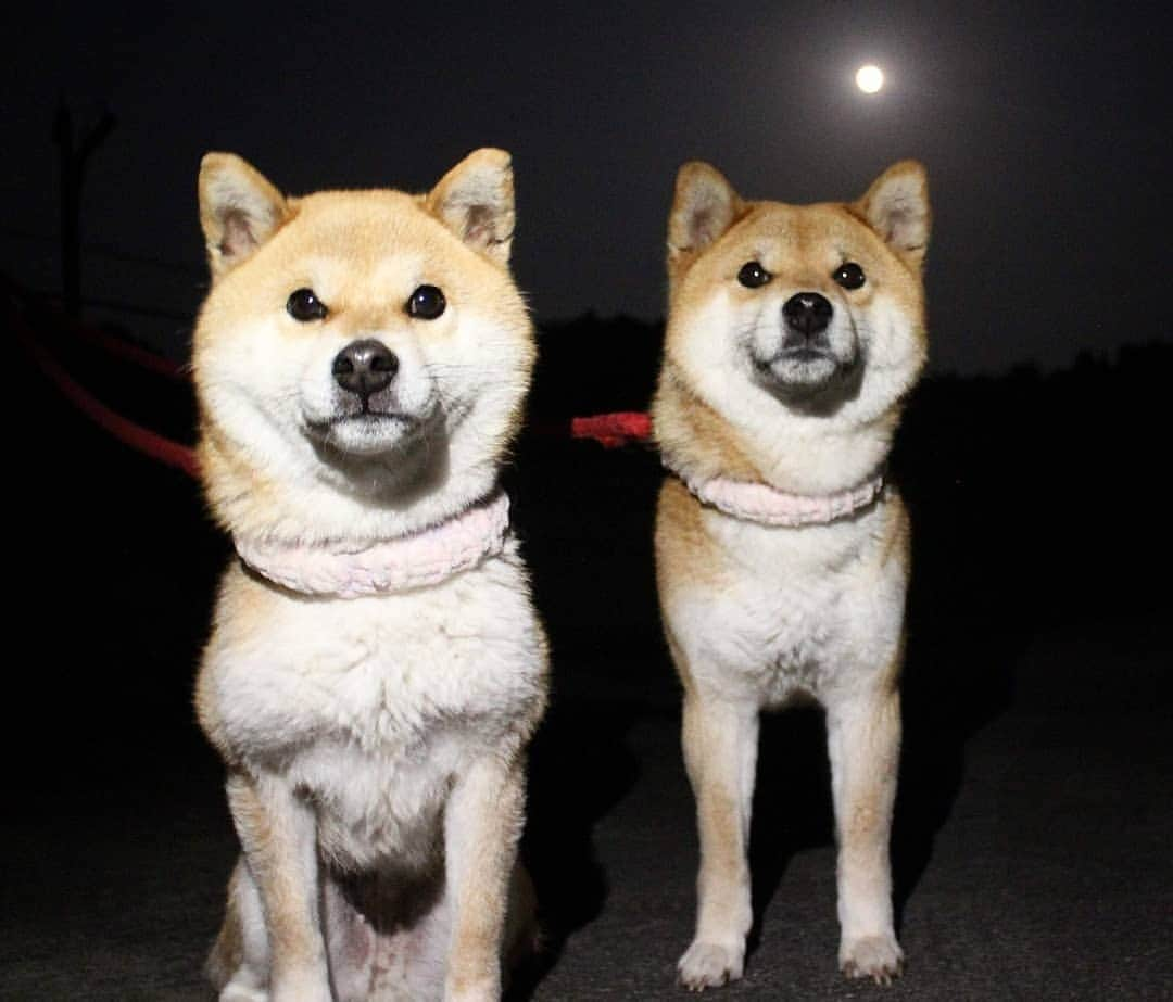 柴犬たま Shibainu Tamaさんのインスタグラム写真 - (柴犬たま Shibainu TamaInstagram)「* 今夜は平成最後の満月「ピンクムーン」ですよ🌝✨ * Caption trans🇬🇧 It is a full moon tonight🌝✨ * #柴犬たま #たママ #たま家族 #柴犬ミケ #一眼レフ #一眼レフカメラ #満月 #Fullmoon #ピンクムーン #平成最後の満月 #かなりまるい #かなりひし形 #柴犬 #shiba #shibainu #shibastagram #犬 #dog #多頭飼い」4月19日 20時44分 - tama7653