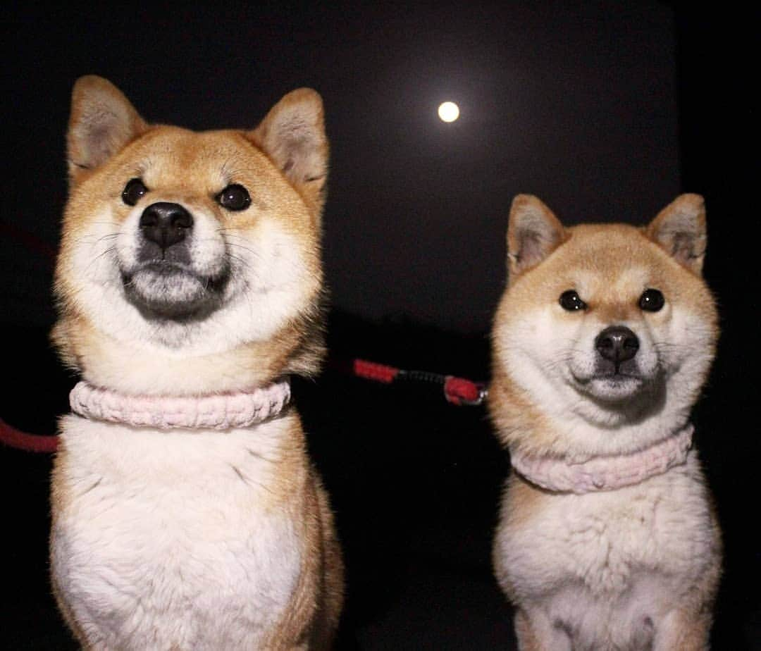 柴犬たま Shibainu Tamaさんのインスタグラム写真 - (柴犬たま Shibainu TamaInstagram)「* 今夜は平成最後の満月「ピンクムーン」ですよ🌝✨ * Caption trans🇬🇧 It is a full moon tonight🌝✨ * #柴犬たま #たママ #たま家族 #柴犬ミケ #一眼レフ #一眼レフカメラ #満月 #Fullmoon #ピンクムーン #平成最後の満月 #かなりまるい #かなりひし形 #柴犬 #shiba #shibainu #shibastagram #犬 #dog #多頭飼い」4月19日 20時44分 - tama7653