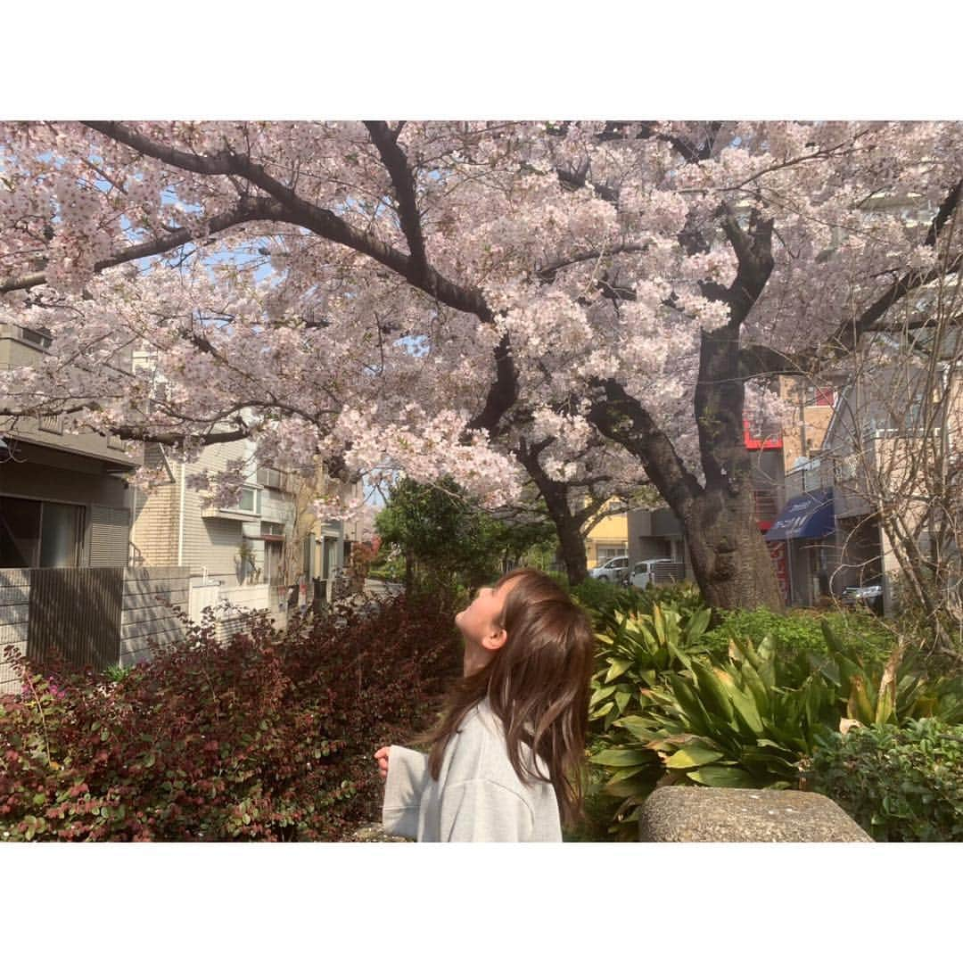 生田佳那さんのインスタグラム写真 - (生田佳那Instagram)「長野で桜が🌸 満開だ〜よ〜〜🌸 年に一度。来年もまた。」4月19日 20時47分 - ikutakana