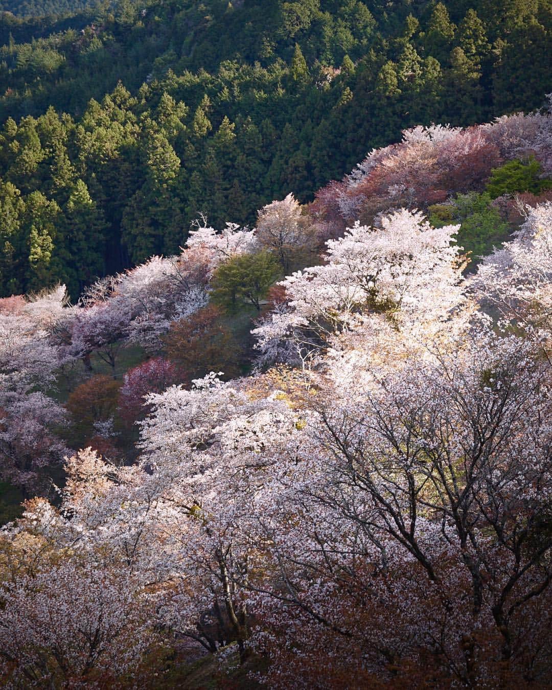 Koichiのインスタグラム：「. . Morning light . . 🌸 #吉野山 #Yoshinoyama #奈良 #Nara .」