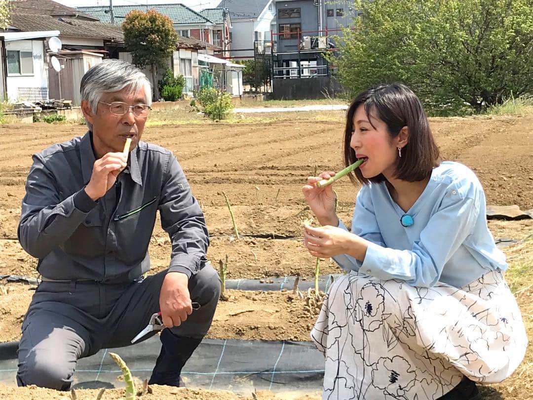 フジテレビ「プライムニュース イブニング」さんのインスタグラム写真 - (フジテレビ「プライムニュース イブニング」Instagram)「今が旬のアスパラガス！﻿ 多摩市に取材に行ってきました。﻿ ﻿ こちらは収穫した日、生で食べられるんです﻿ みずみずしくておいしかったですよ！﻿ ﻿ #酒井千佳 @sakaichikaaaa #ひとこと日記 #LiveNews_it #フジテレビ」4月19日 21時01分 - livenews_it