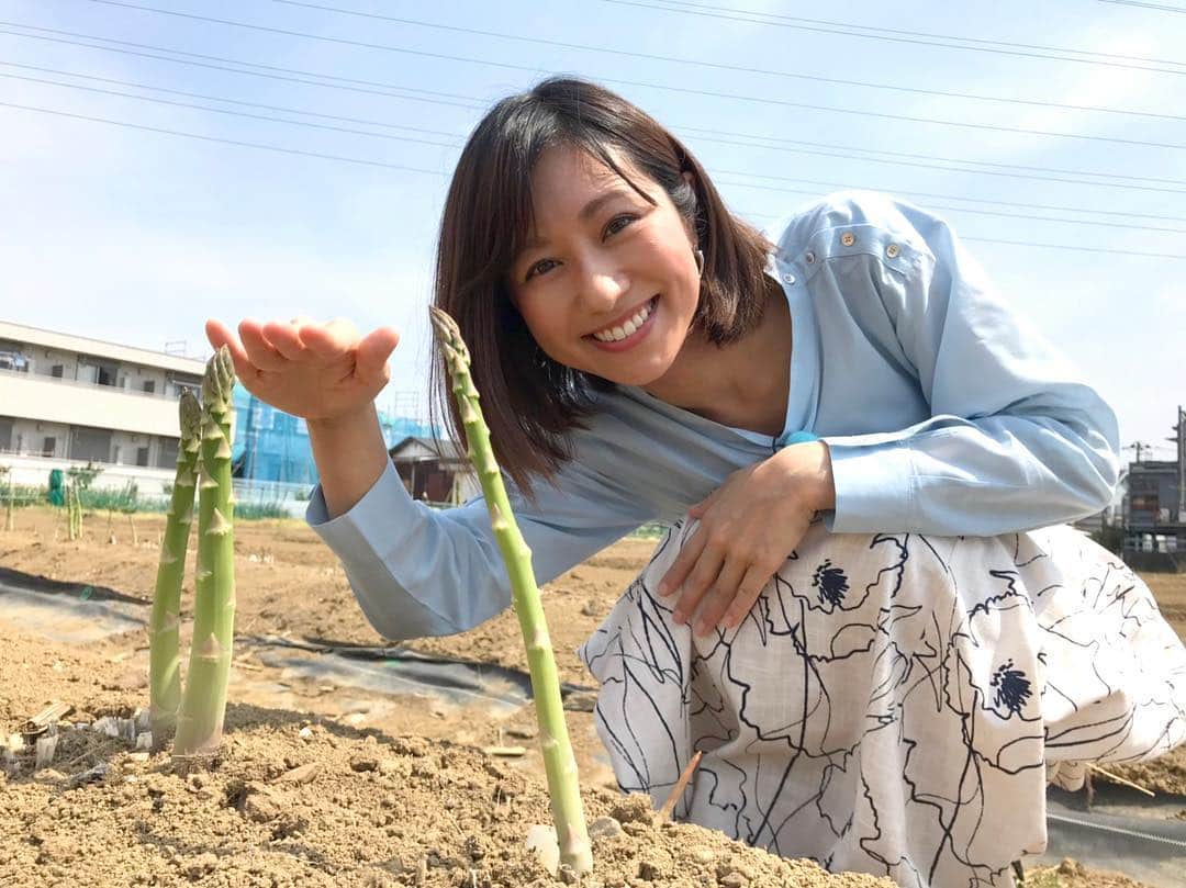 のインスタグラム：「今が旬のアスパラガス！﻿ 多摩市に取材に行ってきました。﻿ ﻿ こちらは収穫した日、生で食べられるんです﻿ みずみずしくておいしかったですよ！﻿ ﻿ #酒井千佳 @sakaichikaaaa #ひとこと日記 #LiveNews_it #フジテレビ」
