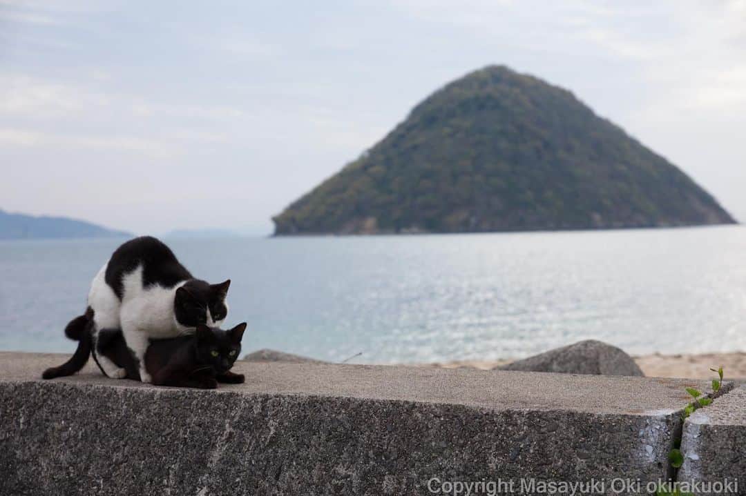 Masayukiさんのインスタグラム写真 - (MasayukiInstagram)「山なり。  2mountain.  #cat #ねこ」4月19日 21時06分 - okirakuoki