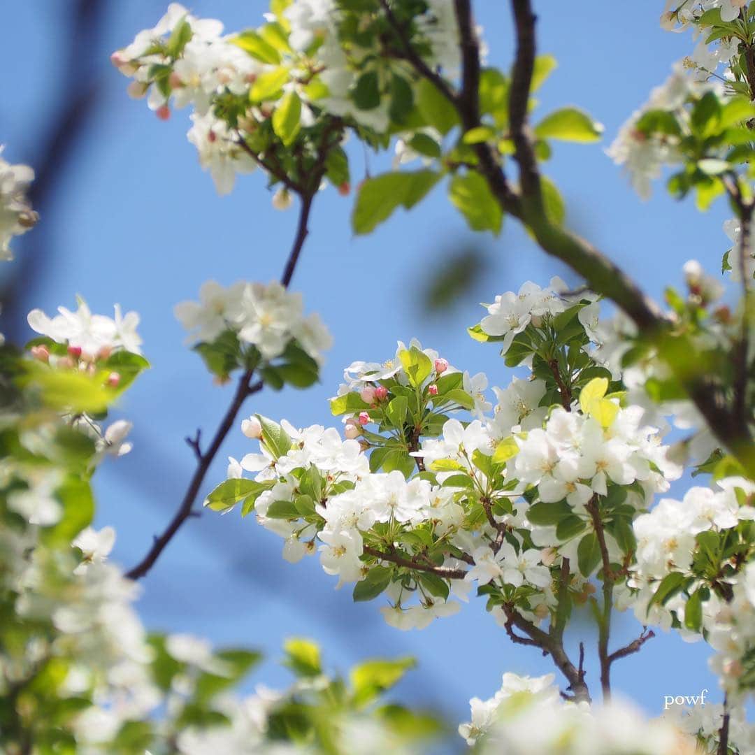 anemone_69さんのインスタグラム写真 - (anemone_69Instagram)「. #クラブアップル の木 . . そろそろ咲いている頃かと 以前撮った場所に行ってみると、 ２本あるうちの片方が 根元からスッパリΣ(꒪ȏ꒪) . .」4月19日 21時08分 - powf