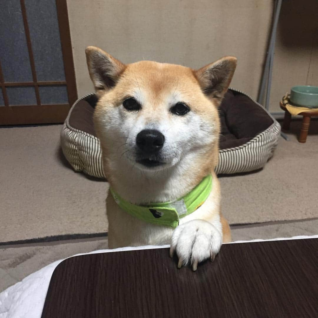 がんちゃんさんのインスタグラム写真 - (がんちゃんInstagram)「ピザ🍕を食べる飼い主への「圧」がすごい🤣」4月19日 21時20分 - kota2ann