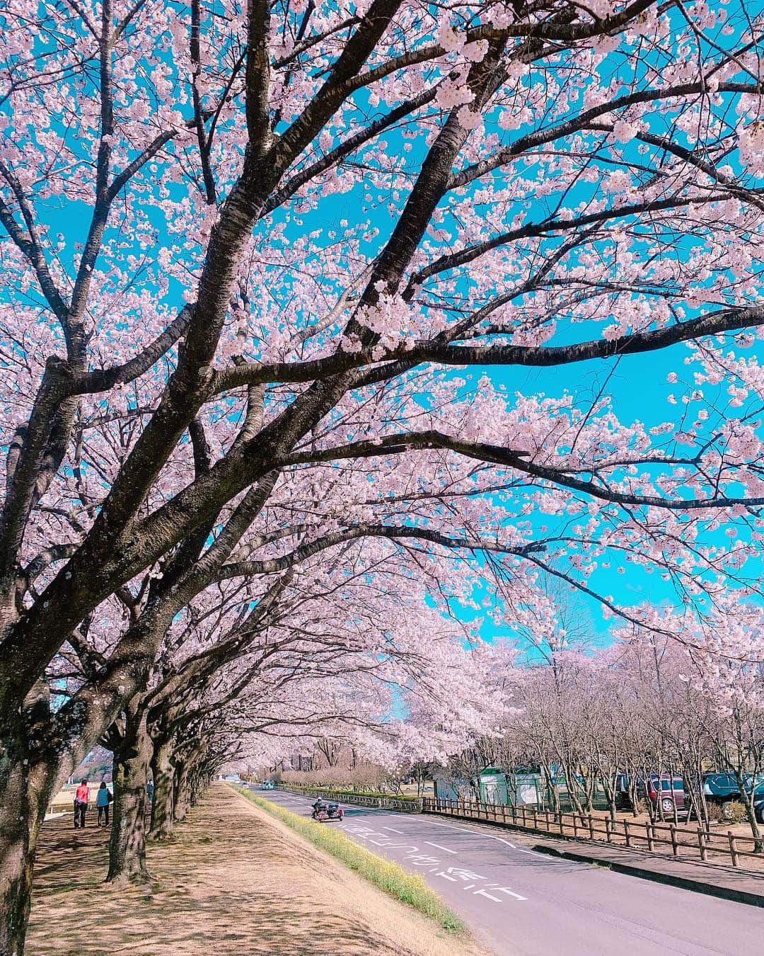 志摩夕里加のインスタグラム：「🌸🌸🌸🌸 また花見🌸 那須高原はまだ咲いてたよ🌸 本当にこれが平成最後の桜かな😂 ・ ・ #桜 #cherryblossom #那須高原 #那珂川河畔運動公園 #那珂川  #黒磯公園 #黒磯 #桜祭り #お花見 #栃木 #iphoneで撮影」