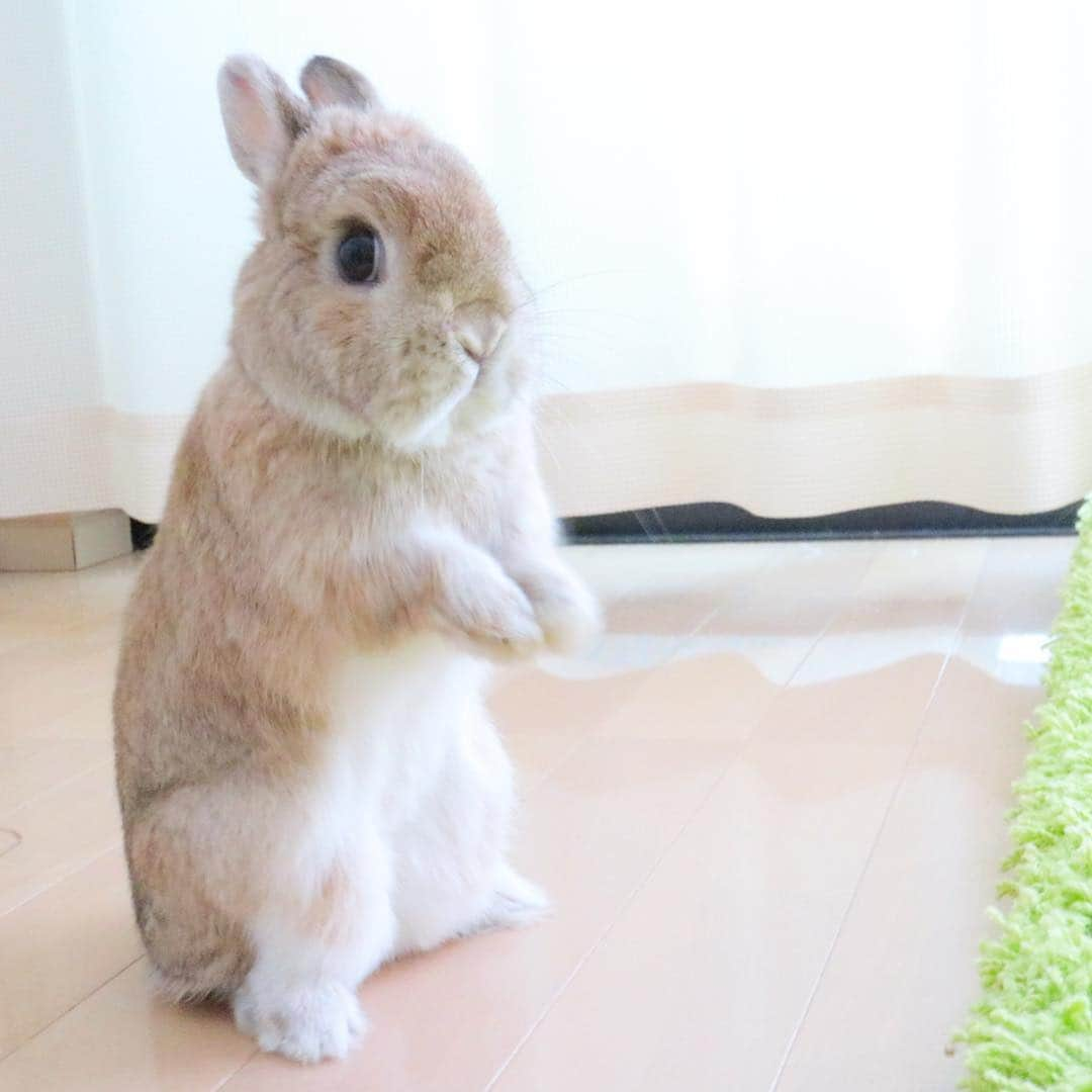 うー & なー ❤️ウチムラさんのインスタグラム写真 - (うー & なー ❤️ウチムラInstagram)「* 前へ〜ならえ🙌🏻 * #bunny #rabbit  #animal  #pets #bunnystagram #rabbitstagram  #動物 #うさぎ #ネザーランドドワーフ #netherlanddwarf #オレンジ  #アンギーユ #アン #あんころ #アン子 #アン太郎 #canonEOSM100」4月19日 12時33分 - uu_una_mina