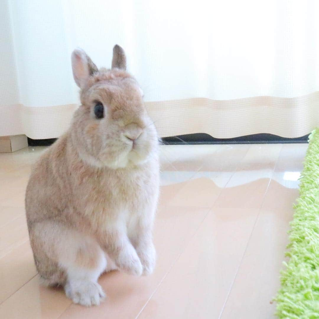 うー & なー ❤️ウチムラさんのインスタグラム写真 - (うー & なー ❤️ウチムラInstagram)「* 前へ〜ならえ🙌🏻 * #bunny #rabbit  #animal  #pets #bunnystagram #rabbitstagram  #動物 #うさぎ #ネザーランドドワーフ #netherlanddwarf #オレンジ  #アンギーユ #アン #あんころ #アン子 #アン太郎 #canonEOSM100」4月19日 12時33分 - uu_una_mina