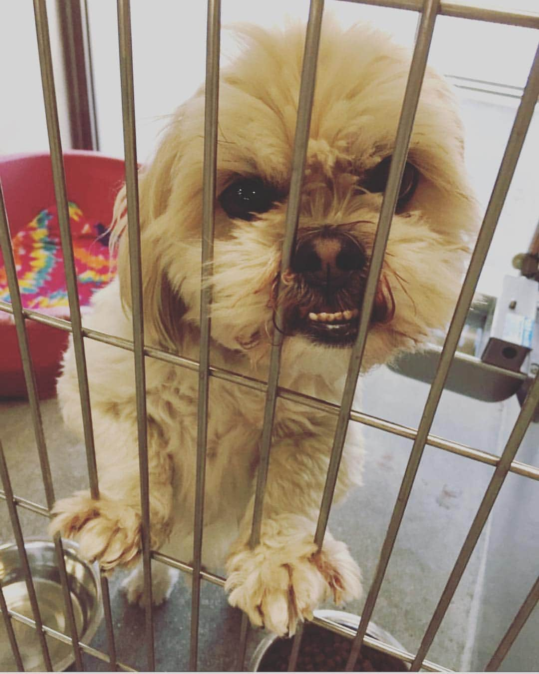 ジェイミー・チャンさんのインスタグラム写真 - (ジェイミー・チャンInstagram)「SO-CAL FRIENDS! Ever thought of fostering or adding a new addition to the family?? This awesome group posts adoptable pets that are sometimes sadly put on the 48hr kill list. Most of the dogs are from Downey Animal shelter. There are so many beautiful dogs like the one pictured that could be  @ewokgreenberg’s cousin who are looking for their forever homes. Won’t you please take a look?! @dogmeetsfamily #thinkadoptionfirst #adoptdontshop」4月19日 12時41分 - jamiejchung