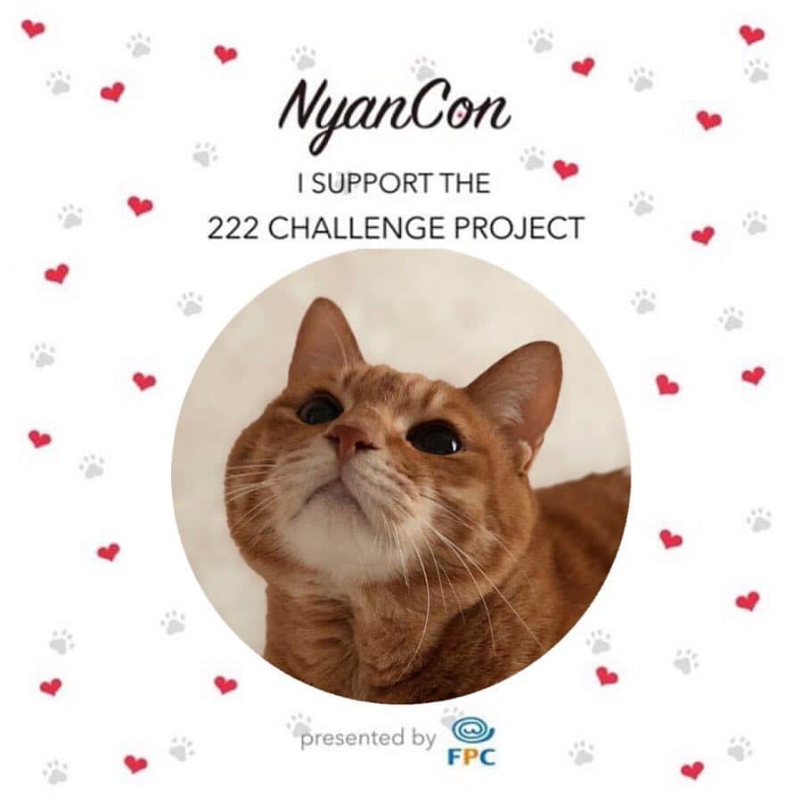mayumiさんのインスタグラム写真 - (mayumiInstagram)「20190419 ✩ NaynCon（ニャンコン）様のプロジェクトのサポーニャンをしております！ @nyancon01 ． プロジェクト名は 222（にゃんにゃんにゃん）CHALLENGE PROJECT ． 1ヶ月で愛猫ちゃんのお写真22,200枚🐾 ． ミッション達成で「かながわペットのいのち基金」へ22,200円を寄付をさせていただきます🍀 ． 🐾参加方法 ① @nyancon01 さまをフォロー ② お好きな色のフレームをスクリーンショットして愛猫ちゃんのお写真をコラージュ ③ #nyancon01 #222サポーニャン をつけて投稿 ♪ ． ． 詳しくは @nyancon01 さまのWebサイトからチェックしてくださいね♥️ ． #222nyaichallengeproject #かながわペットのいのち基金 #fpcペット保険 ． ． #シブにゃん隊over10 #無敵の親バカ同盟 #IGersJP#ふわもこ部 #ドリー2019 ． #cat#猫#ねこ#ネコ#茶トラ#gingercat#catstagram#instacat #Excellent_cats#cat_features#catofinstagram」4月19日 12時44分 - imuyamotas