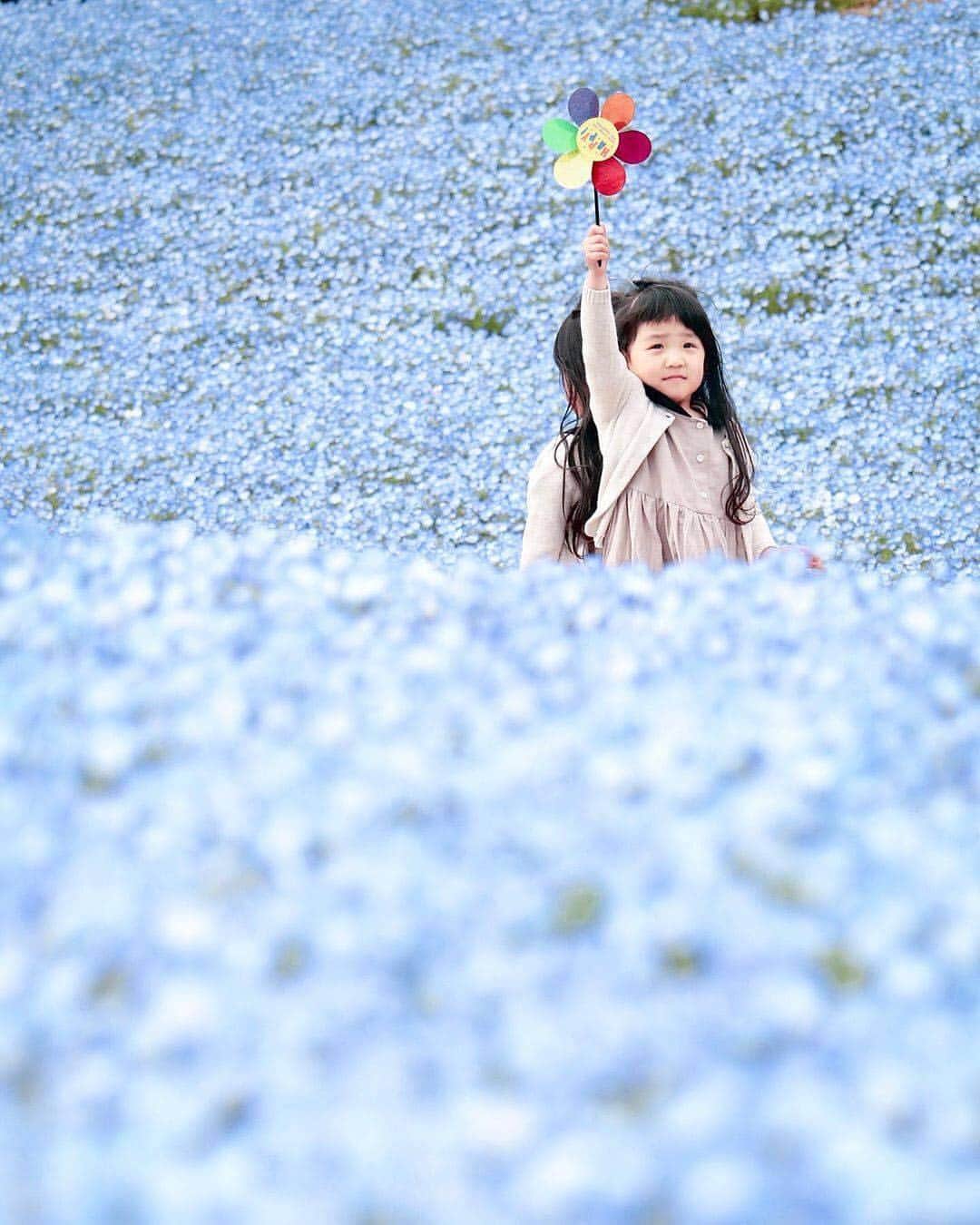 のインスタグラム：「今週もお疲れさまでした😊 現在、「春」をテーマにお写真・動画を募集中です✨ 本日の #タビスルキッズ はこちら💕 📷 @ako_cameraさん 🚩岐阜県・可児市「花フェスタ記念公園」 🎙ご本人コメント 2019.4.12  ネモフィラブルー やっぱり 上手く撮れないや  もう1回行きたいなぁ〜 ﻿﻿﻿﻿＊＊＊＊＊＊ こちらには８万株ものネモフィラが咲いてるんですね✨ いつも、ステキなお写真ありがとうございます💕」