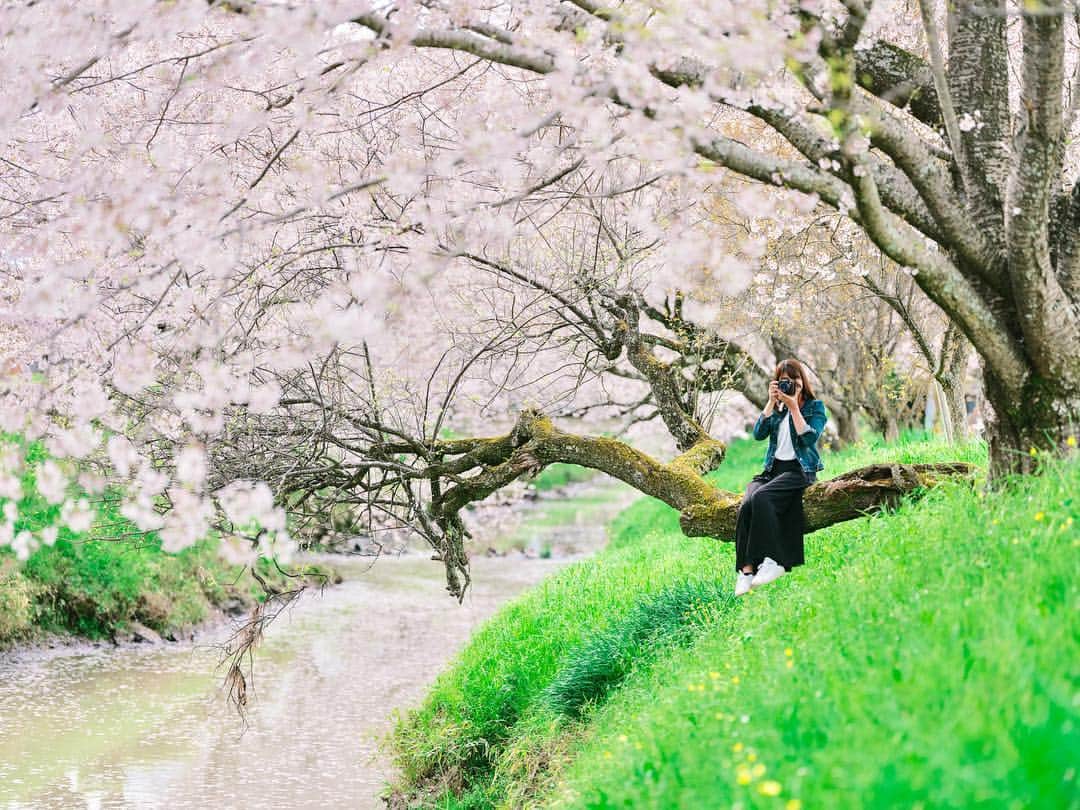 のインスタグラム：「Unknown ・ 知られていない素敵な場所を見つけることが楽しい☺︎今年も素敵な桜スポットを見つけました📷GWは知られざる素敵な場所を探しに東北行ってきます😊」