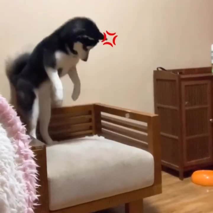 husky and malamuteのインスタグラム：「There are absolutely cookies here.🍪😝 follow @alaskandaily （Twitter：alaskandaily）for more cute pic and video.😜 ……………………………………………………………… Each video was approved by the original author. But  don't have a Instagram account. We are first one post those video. So watermark credit @alaskandaily ……………………………………………………………… #alaskan#malamute#alaskanmalamute#alaskanhusky#malamutesofinstagram#puppylife#puppylove#puppydog#puppylover#dogdays#malamutepuppy#huskies#huskeypuppy#huskeiesreq#siberian#huskeiesofig#dogslife#dogsofnyc#cutedog#cutedogs#huskeypics#huskeylovers#huskygram#huskeylove#huskiesofinstagram#dogsofnyc#husky#狗」