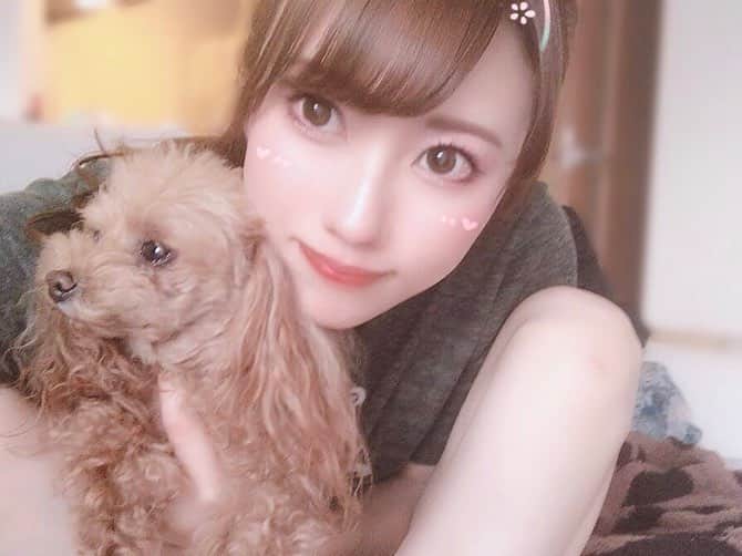 佐倉知里のインスタグラム：「. ちょこっと休憩♡ いちゃいちゃ🎀 . . 最近睡眠力が凄すぎて🐰 気付くと寝てる🐰 . . . #snow#breaktime#mybaby#doglover#teacuppoodle#tiara」