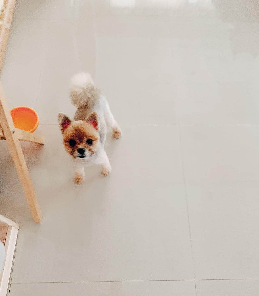 r_oseさんのインスタグラム写真 - (r_oseInstagram)「When you’re not your groomer favorite and you said “ just trim...” 🐻〰️ #freshgroom」4月19日 12時59分 - r_ose