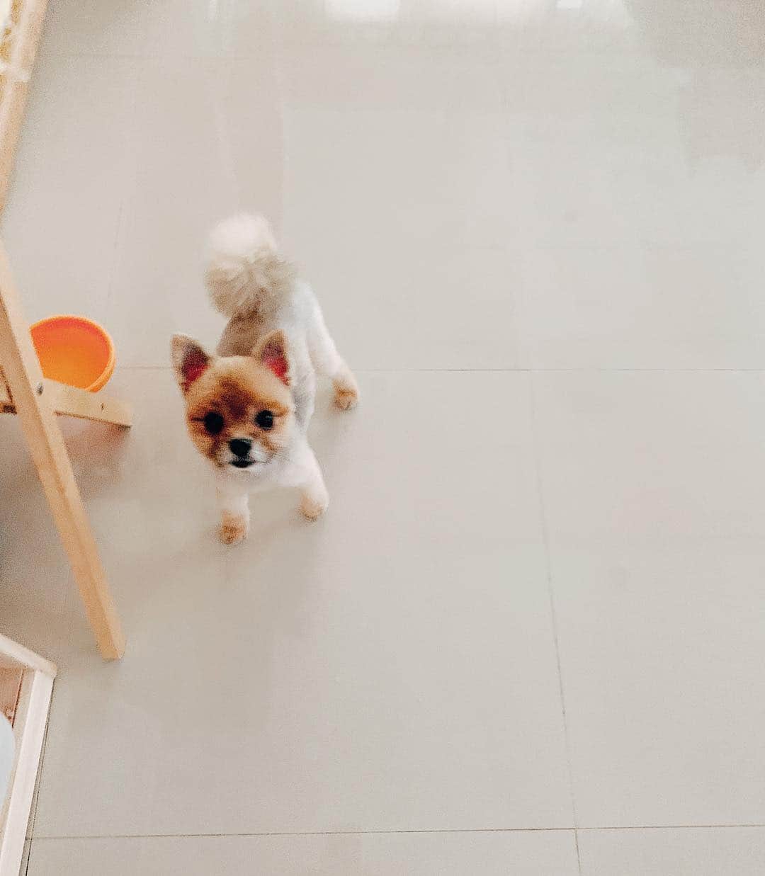 r_oseのインスタグラム：「When you’re not your groomer favorite and you said “ just trim...” 🐻〰️ #freshgroom」